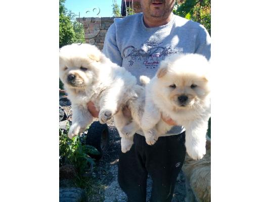 PoulaTo: Πωλούνται κουτάβια Healthy Chow Chow