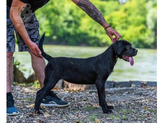 Cane Corso θηλυκό κουτάβι