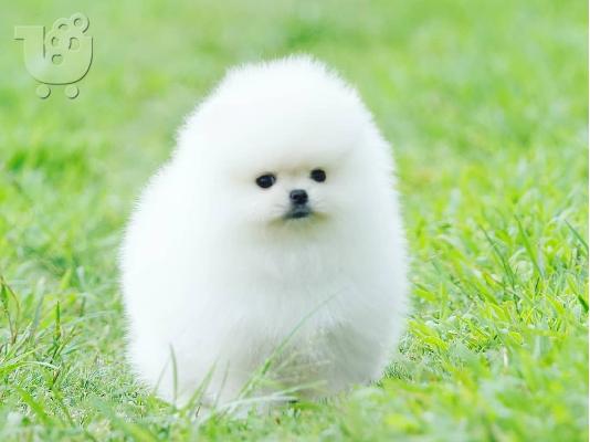 PoulaTo: Εκπαιδευμένα κουτάβια Pomeranian