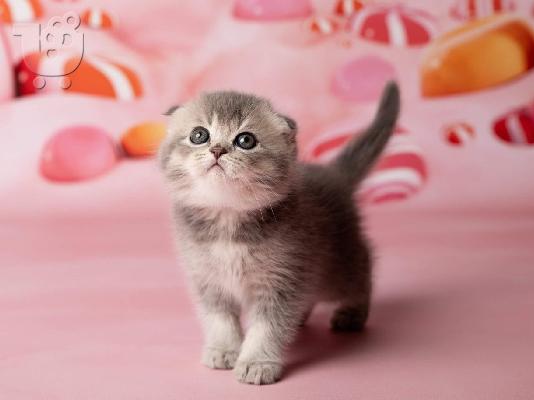 Beautiful Scottish Fold & British Kratite me preko (whatsapp 32460219218) ili (viber 2...
