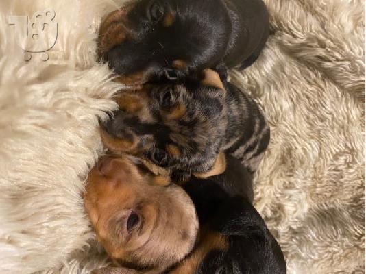 PoulaTo: Αξιολάτρευτο Dachshunds