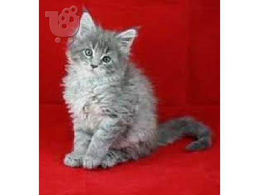 Όμορφη γαϊδουράγκαθο Maine Coon