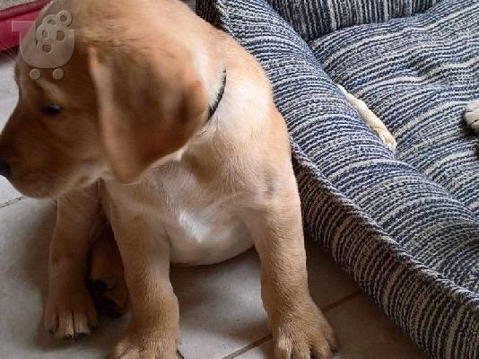 PoulaTo: Δύο κουτάβια Top Labrador διαθέσιμα