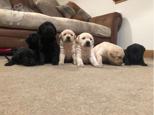 PoulaTo: Labrador Puppies