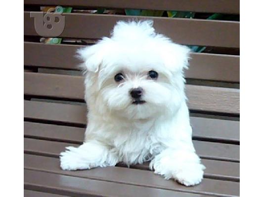 MALTESE