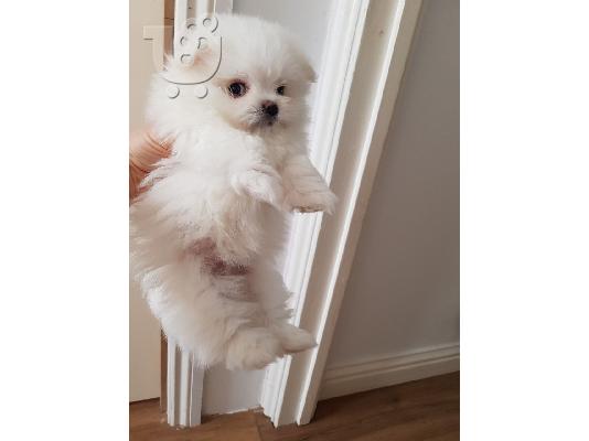 Sweettest Purebred Teacup Μαλτέζικα κουτάβια προς πώληση
