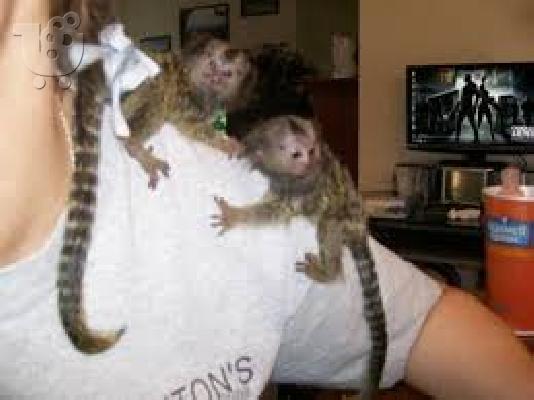 PoulaTo: μωρό πιθήκους marmoset για € 200