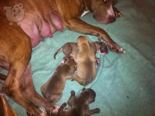 koutavia pit-bull red nose