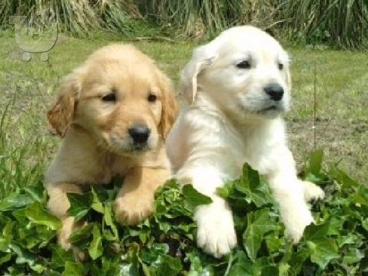 Κουτάβια Golden Retriever, καθαρόαιμο, κορυφαία ποιότητα....
