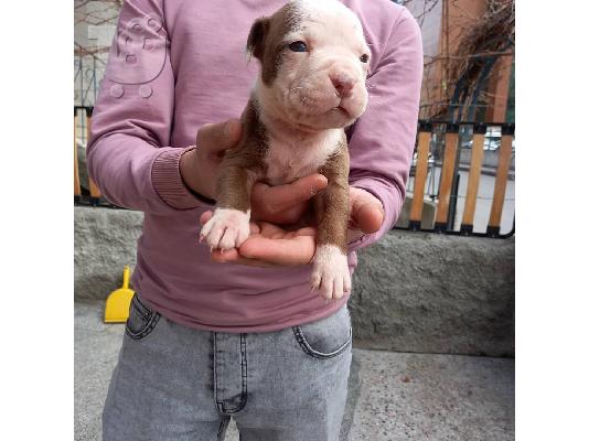 Η Akc εγγράφηκε στο pitbull