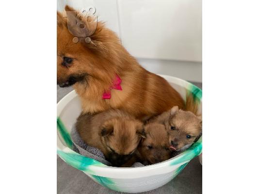 Ένα υπέροχο Pomeranian ψάχνει για ένα νέο σπίτι Έχουμε ένα ωραίο...