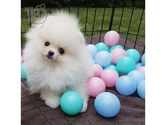 PoulaTo: Πολύτιμα κουτάβια Pomeranian