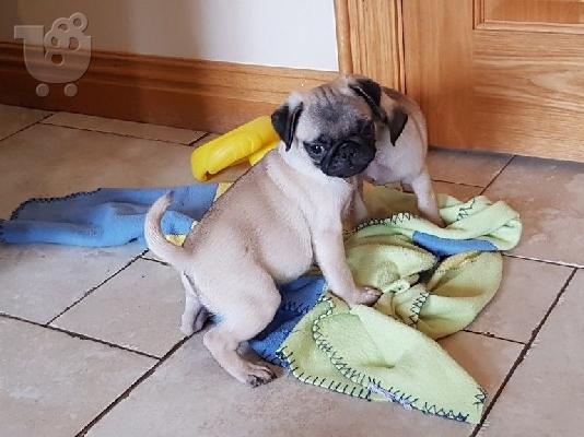 PoulaTo: Σούπερ Adorable Pug κουτάβια