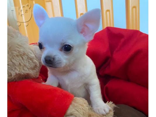 Ο Μιλ είχε τα πιο εκπληκτικά chihuahuas της φυλής κουτάβια...