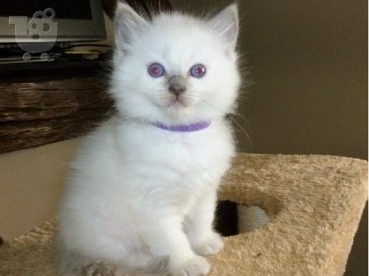 Νορβηγικά δάση X Ragdoll Kittens