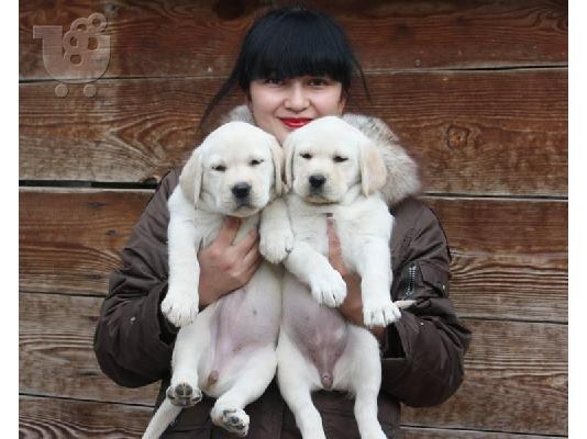 Τα κουτάβια Toy Labrador Retriever είναι έτοιμα