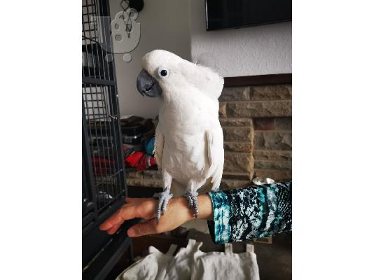 Prodajem glupog pito, ona ima 1 mog kakadua golim očima,
