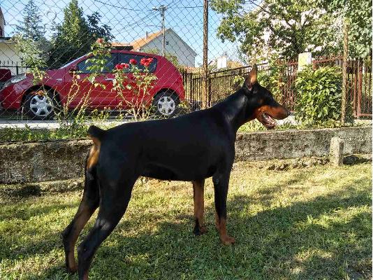 Κουτάβια Doberman