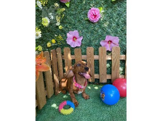 Νάνος Dachshund κουτάβια εξωτικού χρώματος