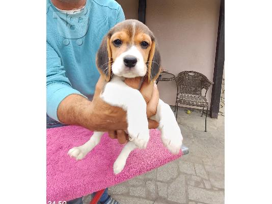 Beagle Κουτάβια