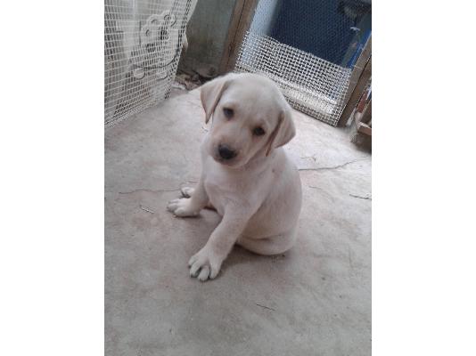 labrador retriever