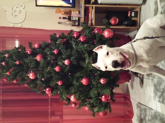 PoulaTo: Dogo argentino