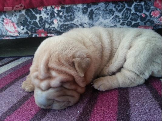pwleitai sharpei katharoaimo