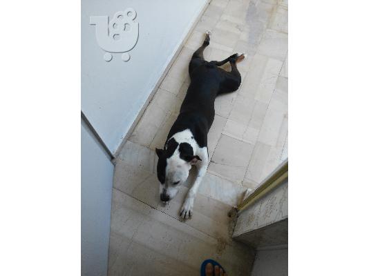 louna i pitmpoulitsa