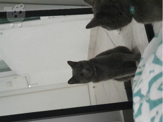 Ζευγάρωμα british shorthair γάτας