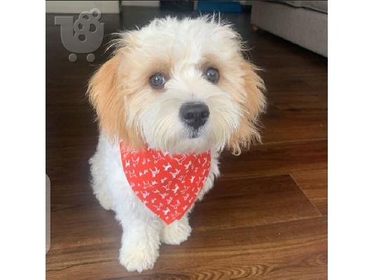 Όμορφο όμορφο Cavachon