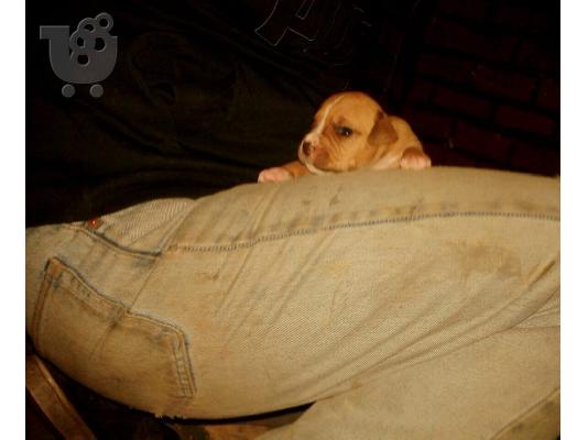 pit bull
