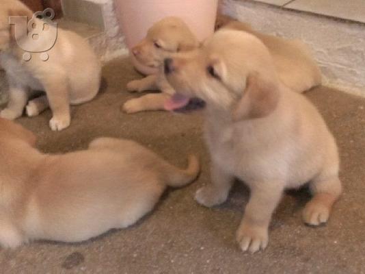 PoulaTo: labrador