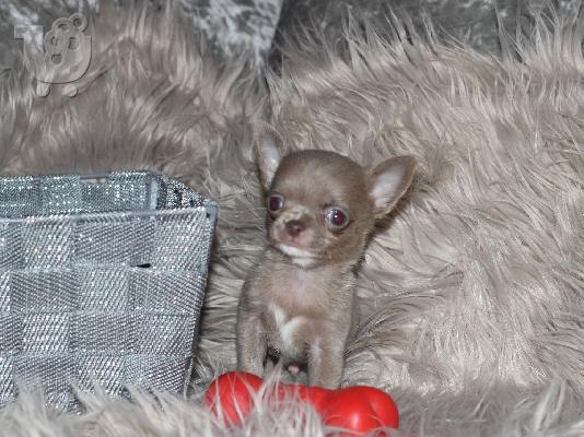 AKC Chihuahua Puppies