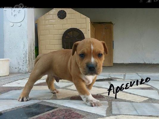 American staffordshire terrier απο τα καλυτερα αιματα 6979314054