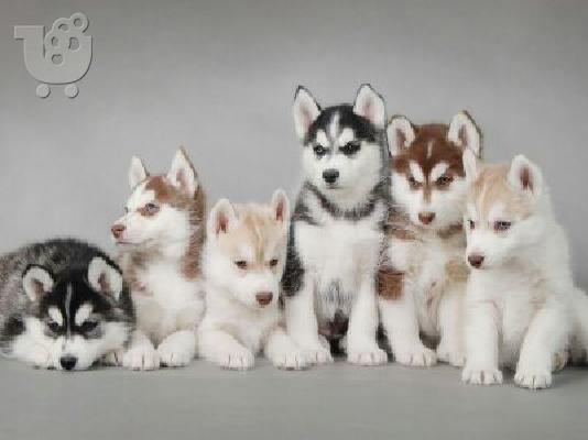 Siberian Xaski