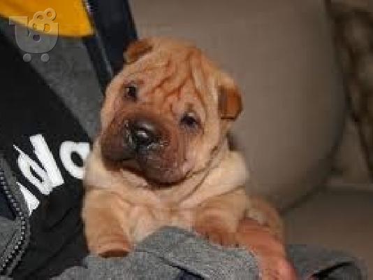 PoulaTo: sharpei