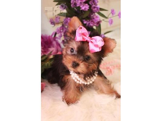 PoulaTo: Yorkie Puppies Whatsapp:+15103734964