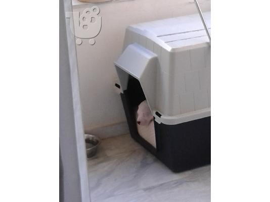 PoulaTo: Dogo Argentino κουταβακι 2 μηνων