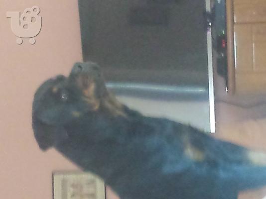 ΠΩΛΟΥΝΤΑΙ ΑΥΘΕΝΤΙΚΑ ROTTWEILER