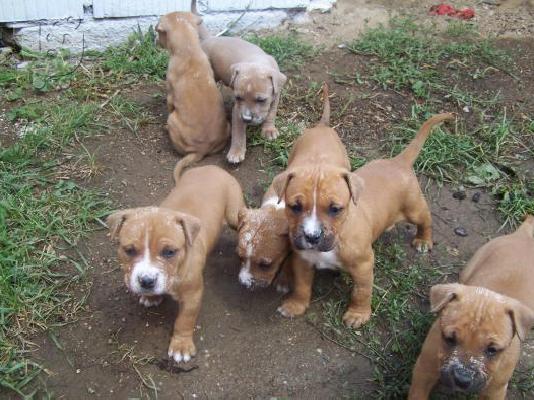 American Staffordshire Terrier - Τεριέ