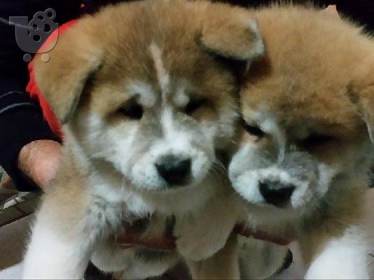 AKITA INU