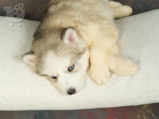 Husky