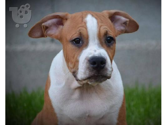 Αμερικανικό Stafford Terrier ΚΟΡΥΦΑΙΑ ΠΟΙΟΤΗΤΑ