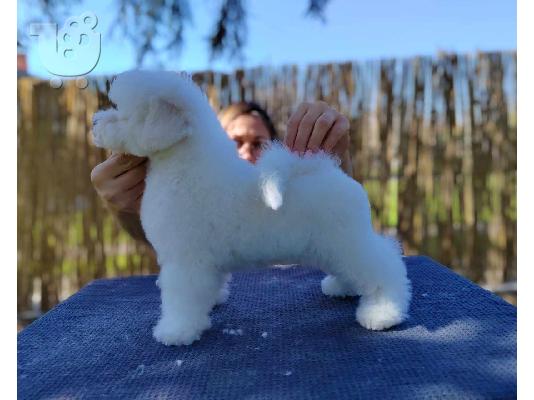 PoulaTo: Bichon Frize κουτάβι