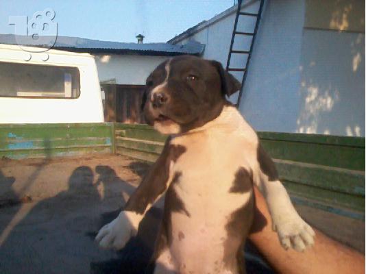 pitboul red nose