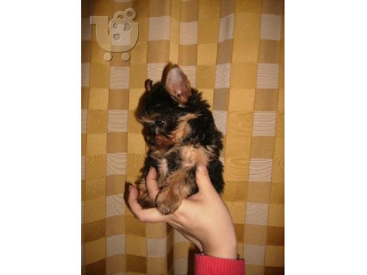 yorkshire terrier teacup