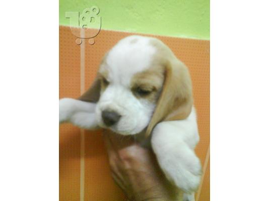 BEAGLE Μπίγκλ Μπίγκλ