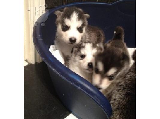 "" fantastic Blue Eyed Husky κουτάβια ""