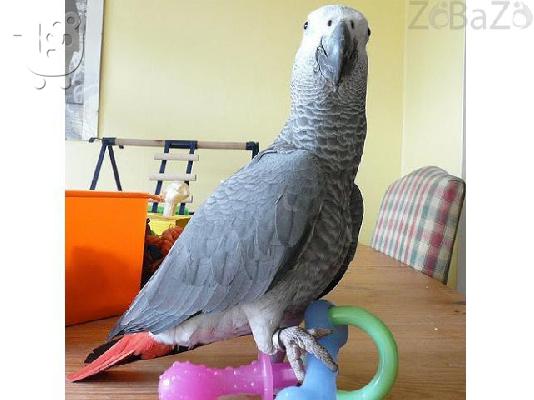 African Grey Parrots for sale