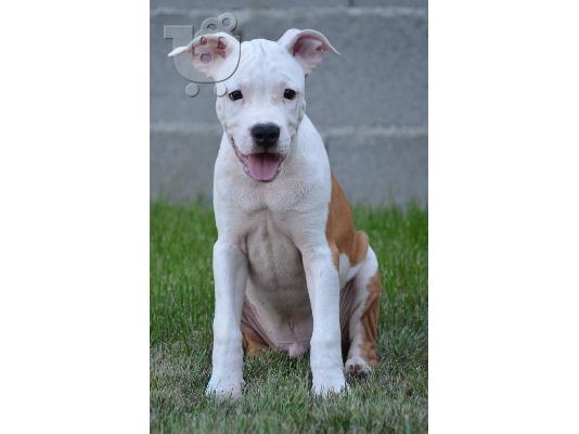 Αμερικανικό Stafford Terrier ΚΟΡΥΦΑΙΑ ΠΟΙΟΤΗΤΑ